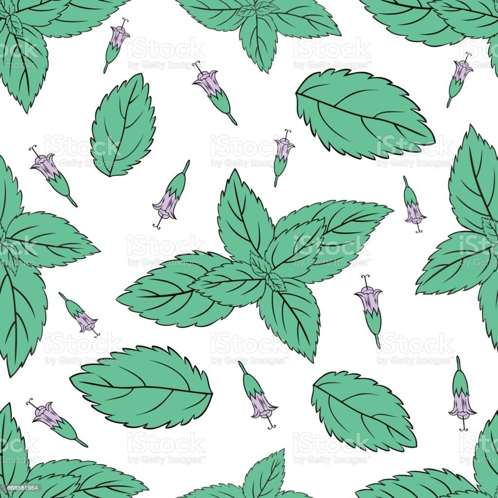 Листик мяты рисунок