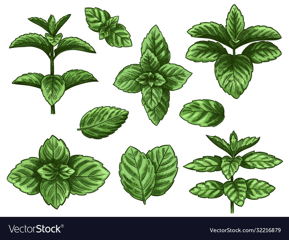 Листья мелиссы вектор