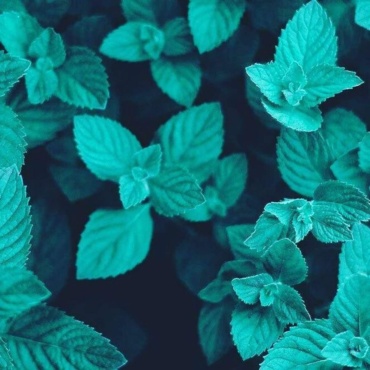 Листья мяты акварель