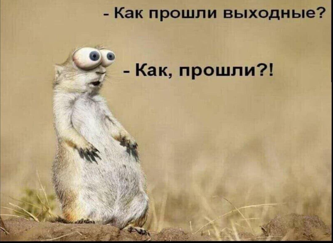 Весёлые высказывания для поднятия настроения