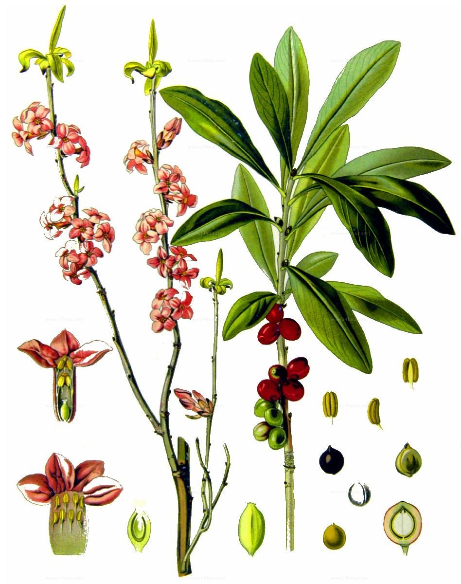 Волчеягодник книдийский