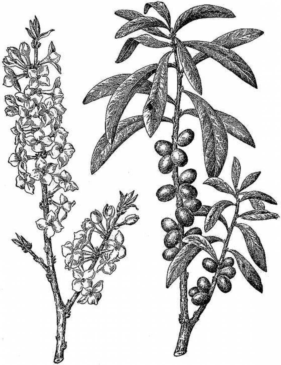 Падуб Парагвайский Ботаническая иллюстрация