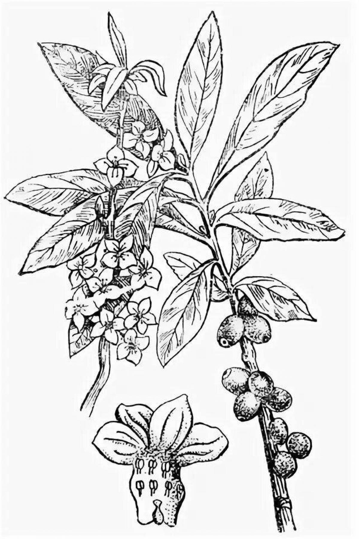 Волчье лыко