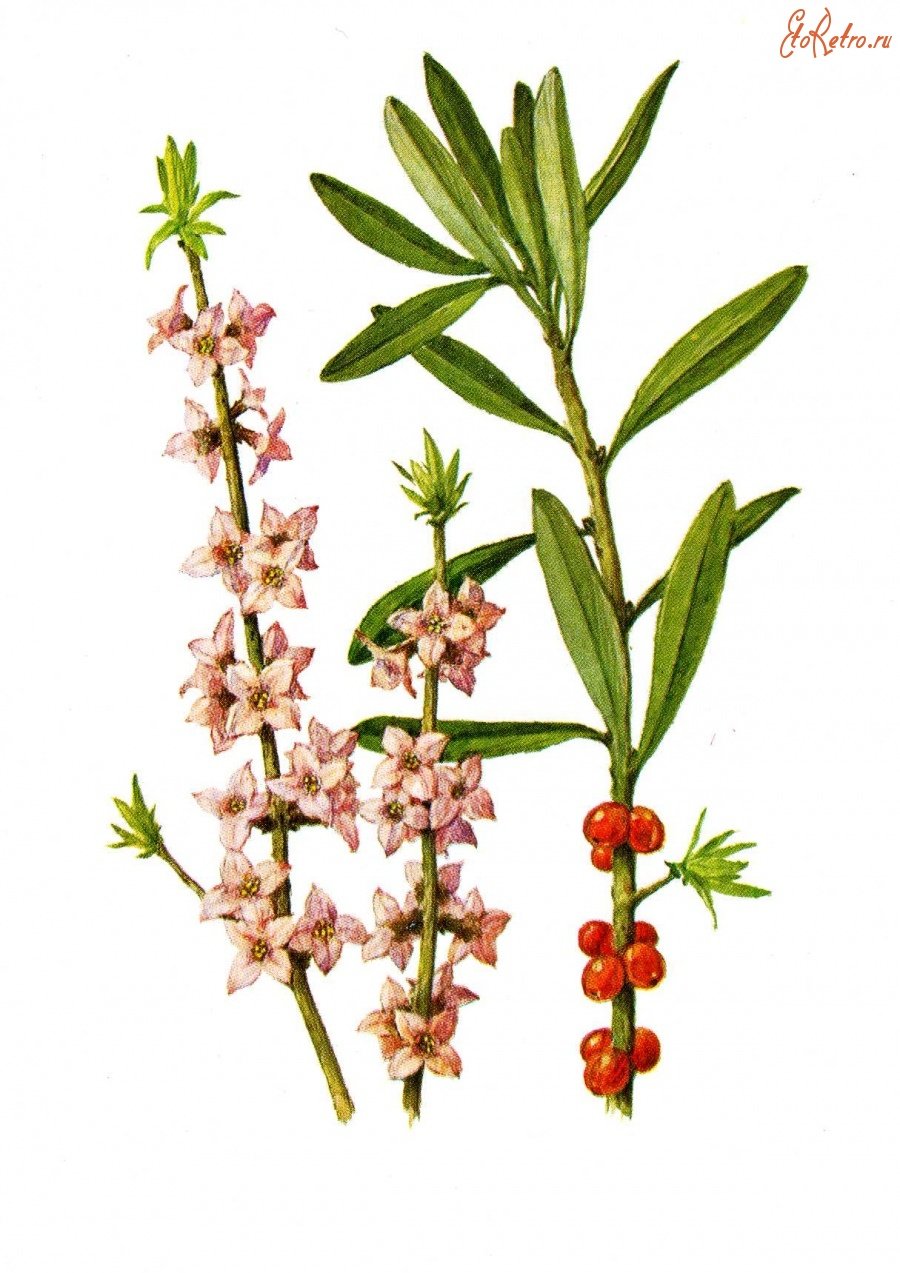 Волчеягодник описание