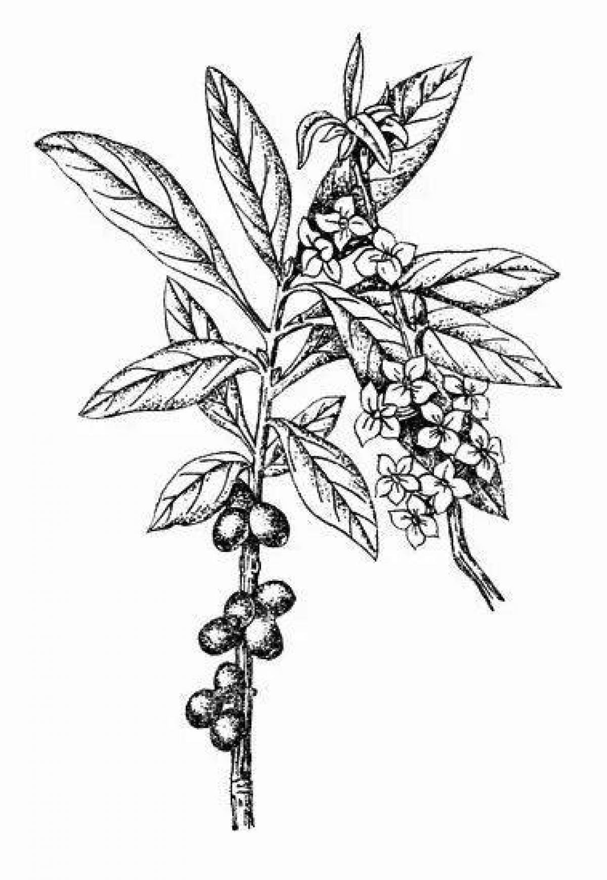 Волчеягодник обыкновенный