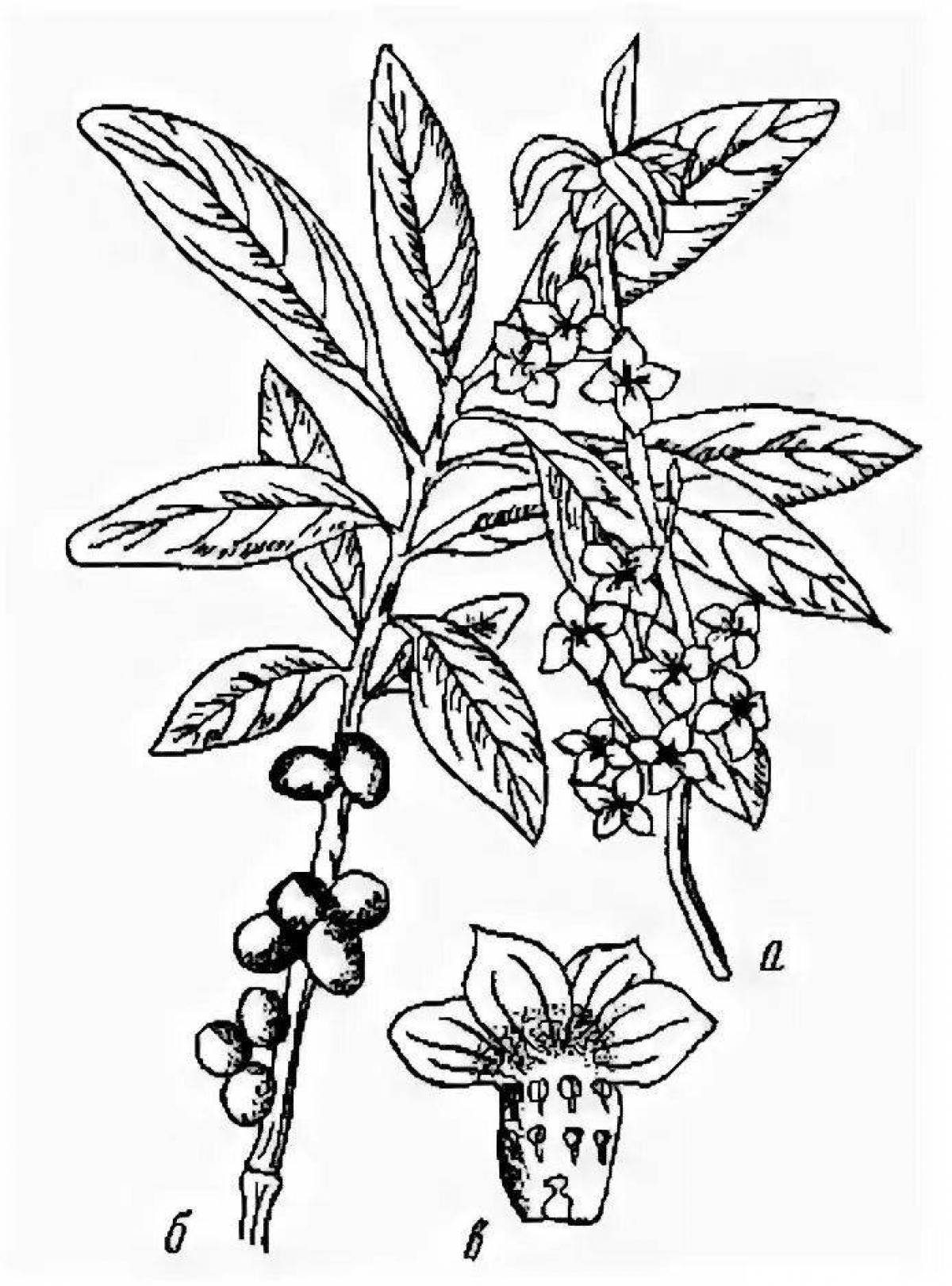 Волчье лыко куст