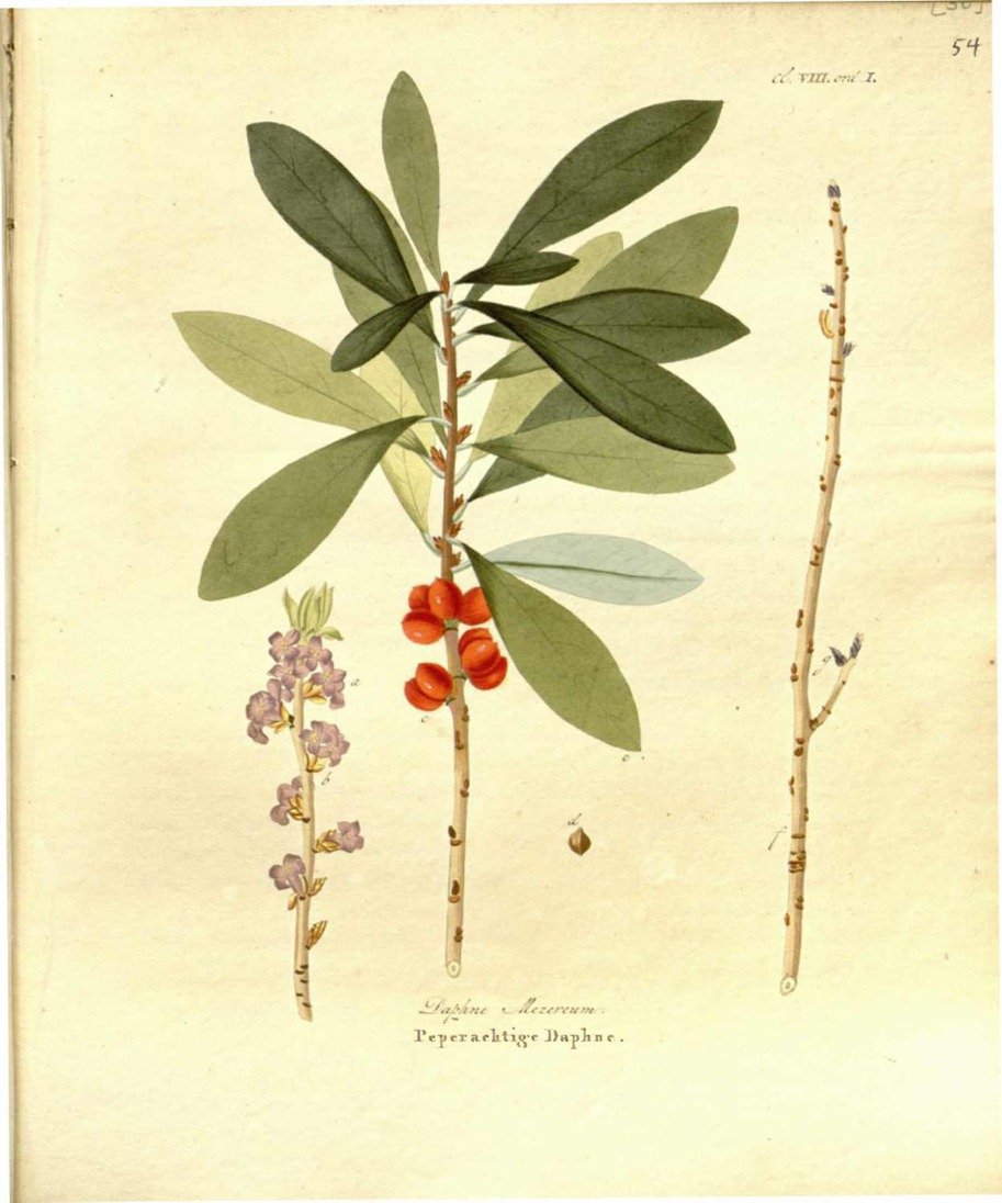 Волчье лыко на белом фоне