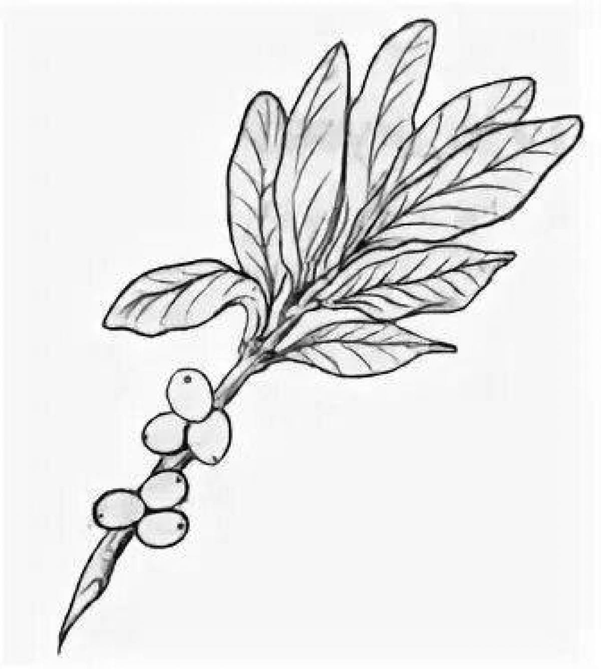 Волчье лыко ягода