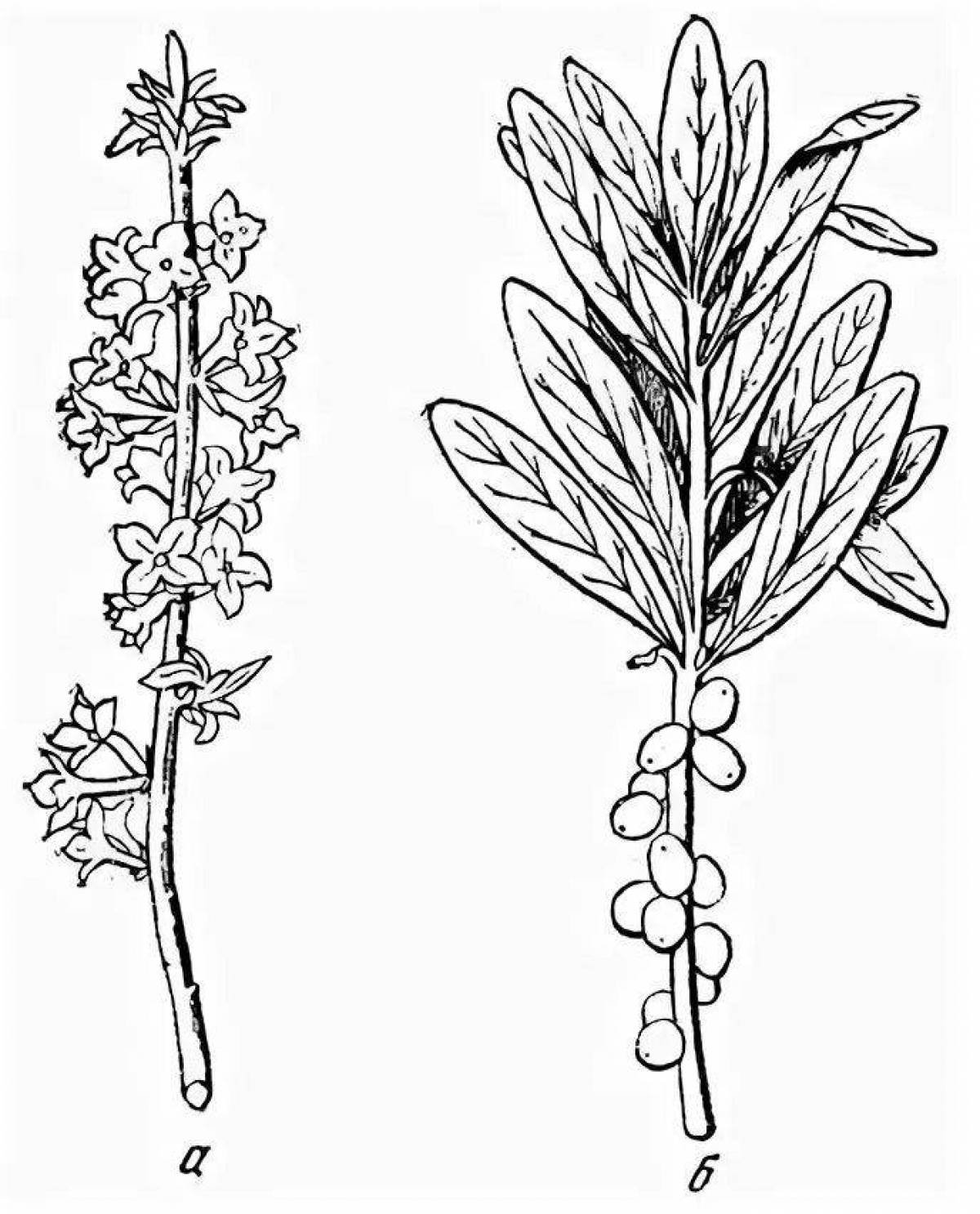 Чистый дор Коваль Волчье лыко рисунки