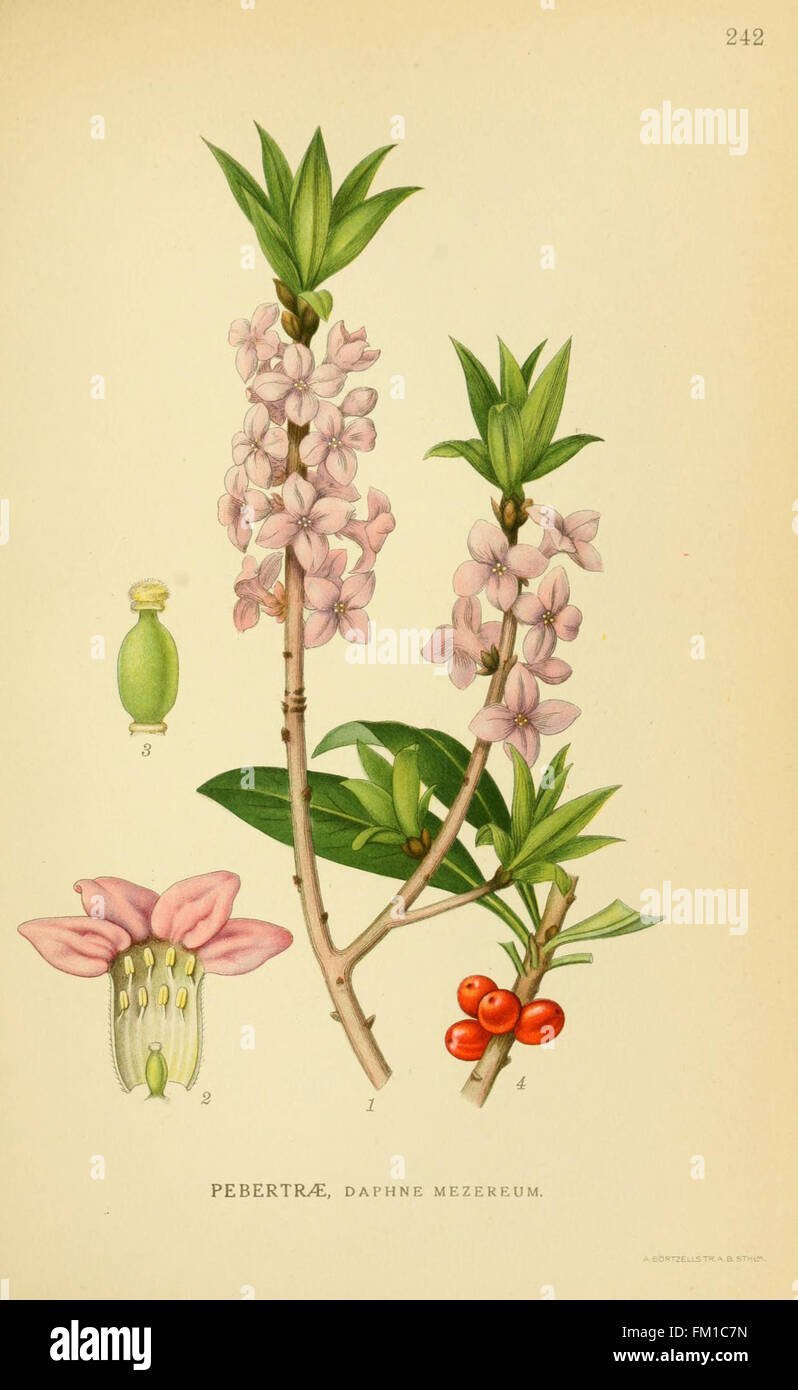 Волчье лыко