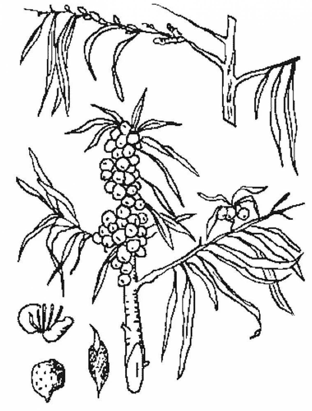 Волчье лыко (Волчеягодник обыкновенный)