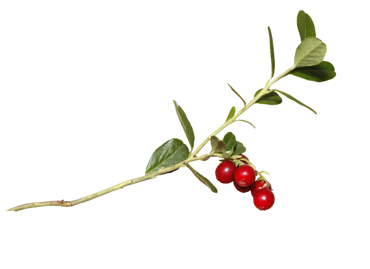 Волчник Понтийский