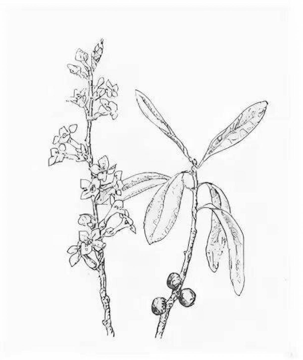 Раскраски ядовитые растения для детей