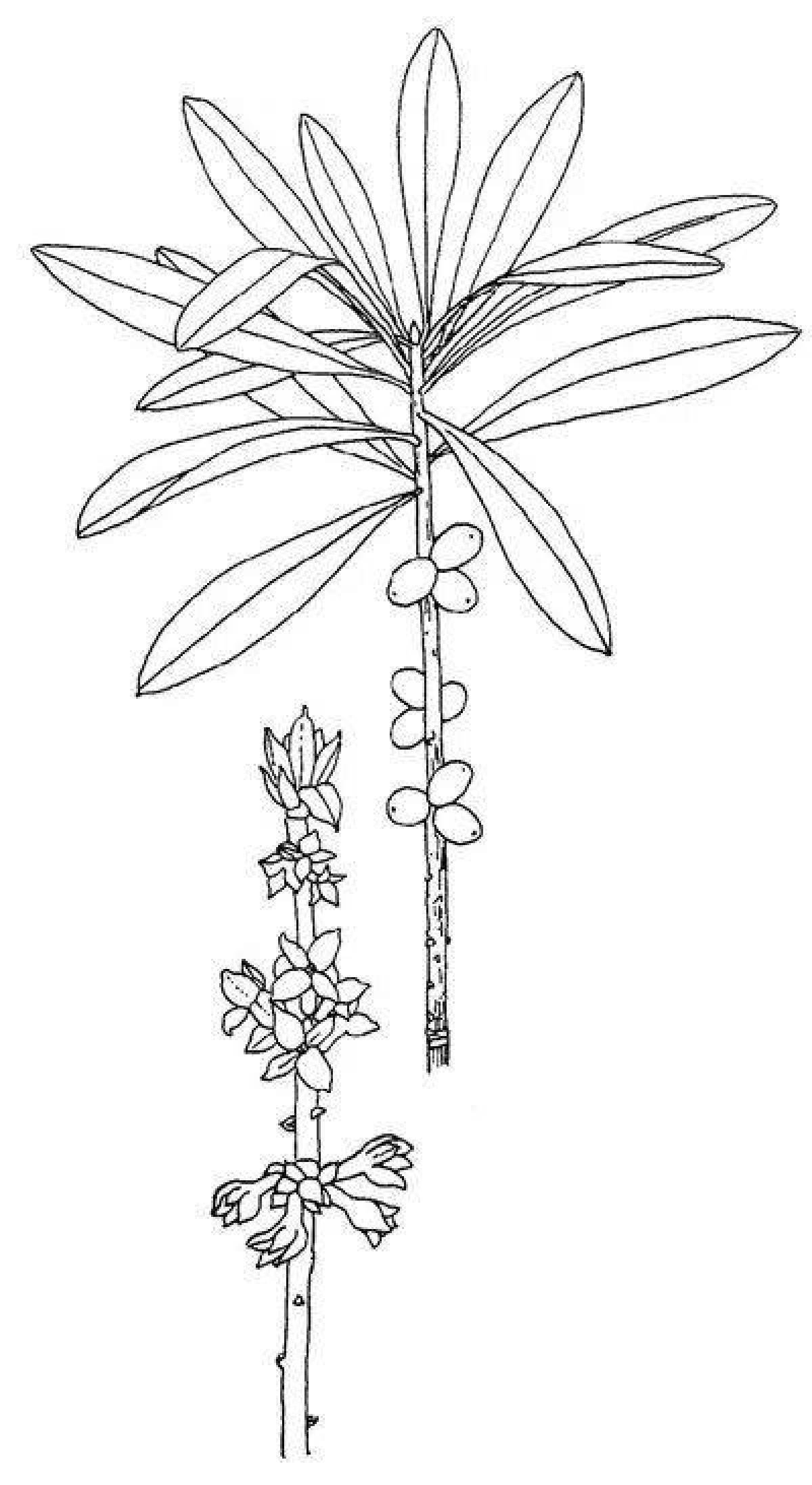 Лыко рисунок