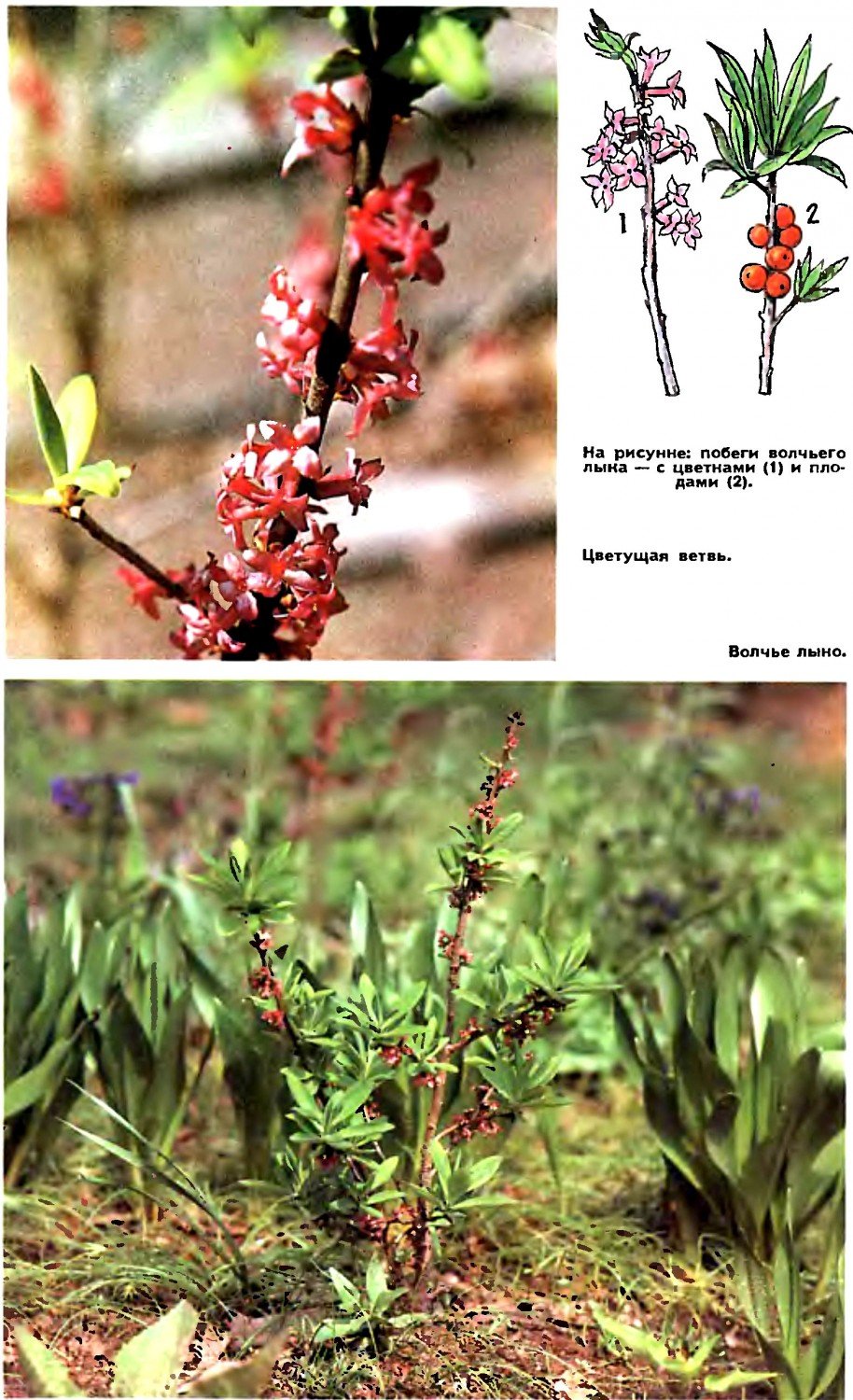 Лесные опасности Волчье лыко
