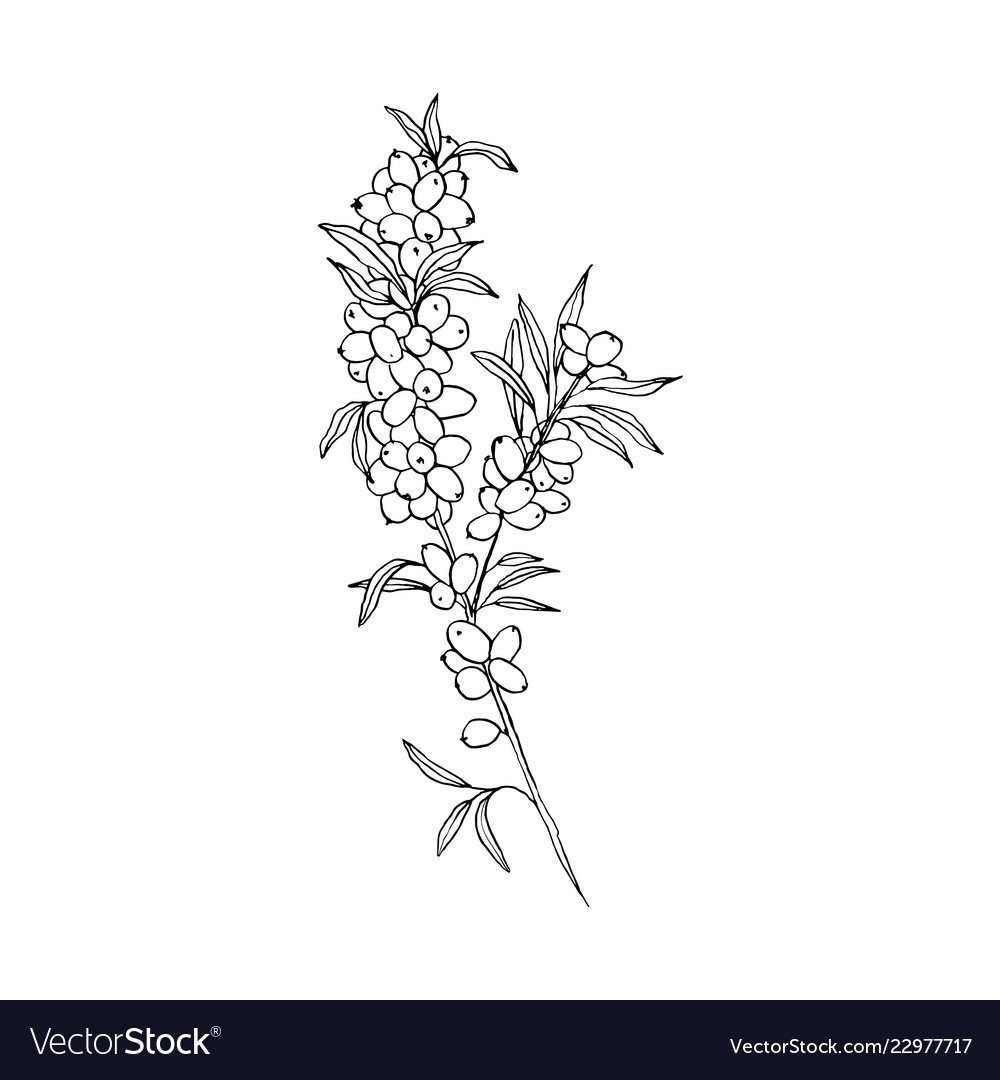 Волчье лыко