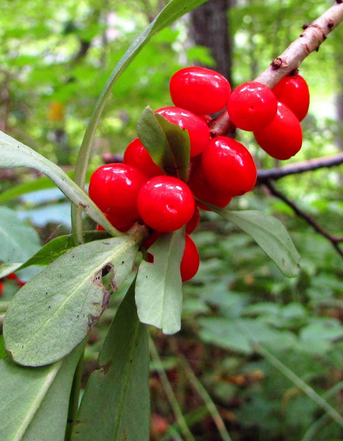 Дафна Волчье лыко