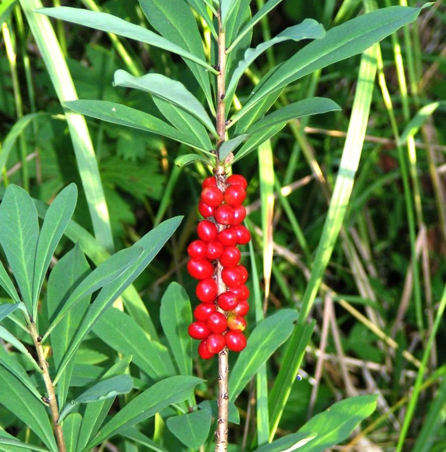 Облепиха нарисованная