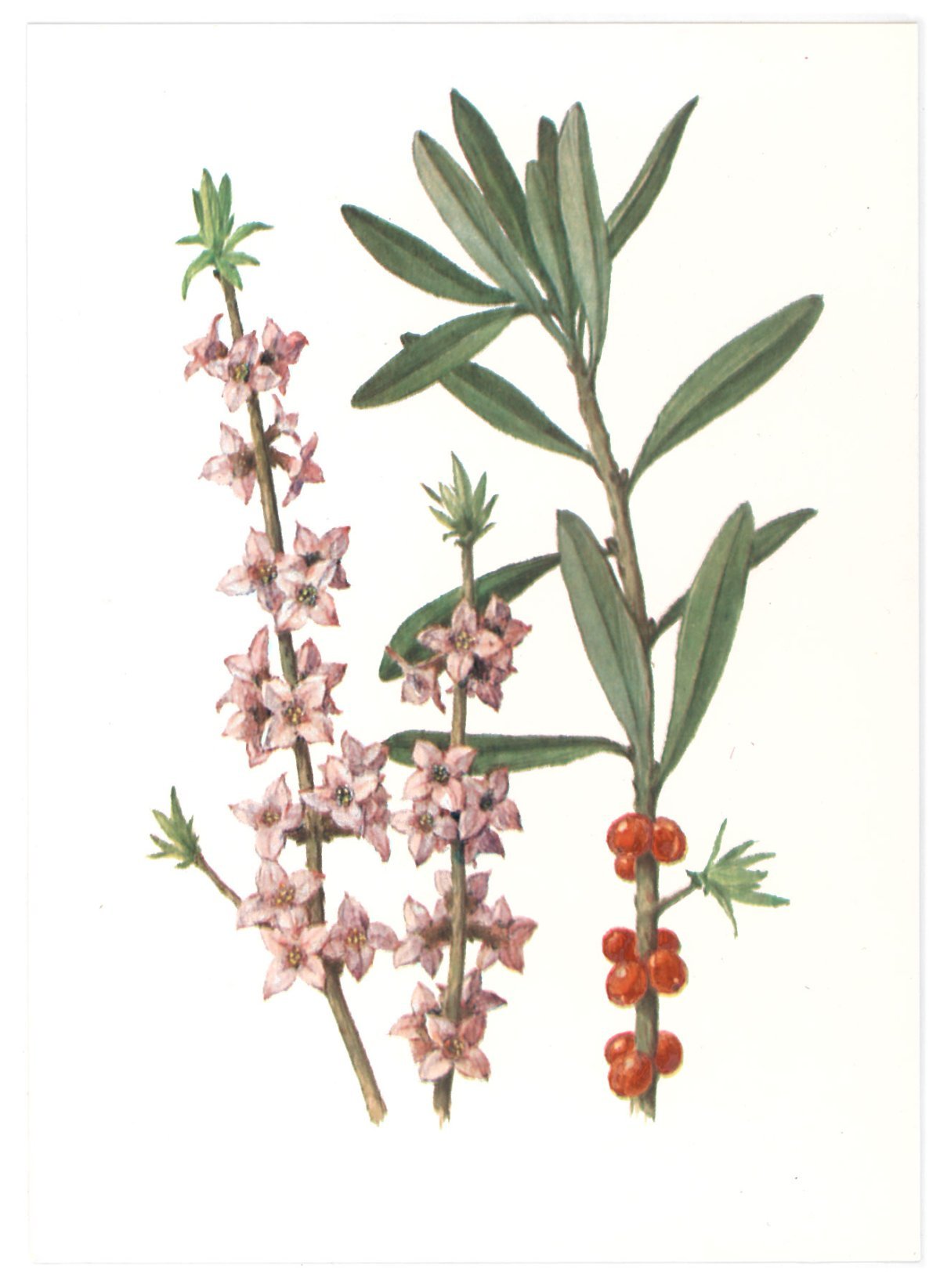 Волчье лыко (Волчеягодник обыкновенный)