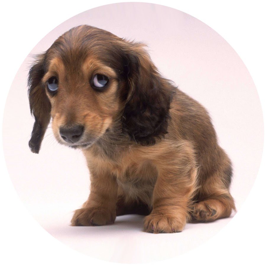 Россия и Украина братья навек