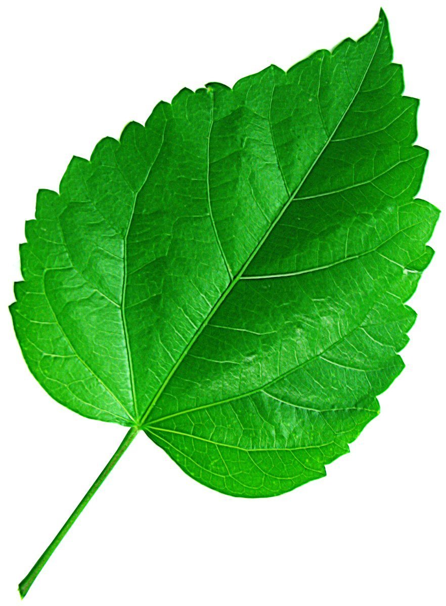 Лист детская картинка