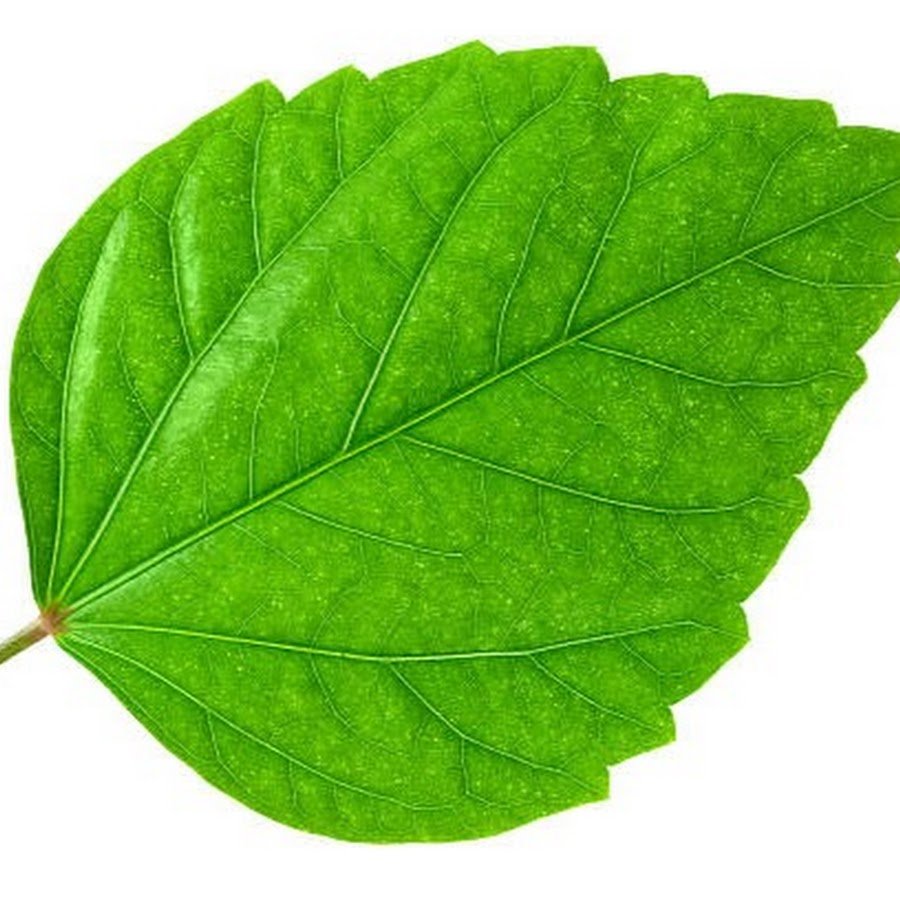 Листья деревьев