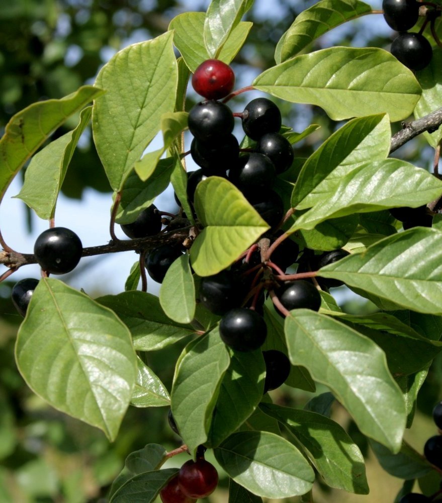 Крушина ломкая (ольховидная)