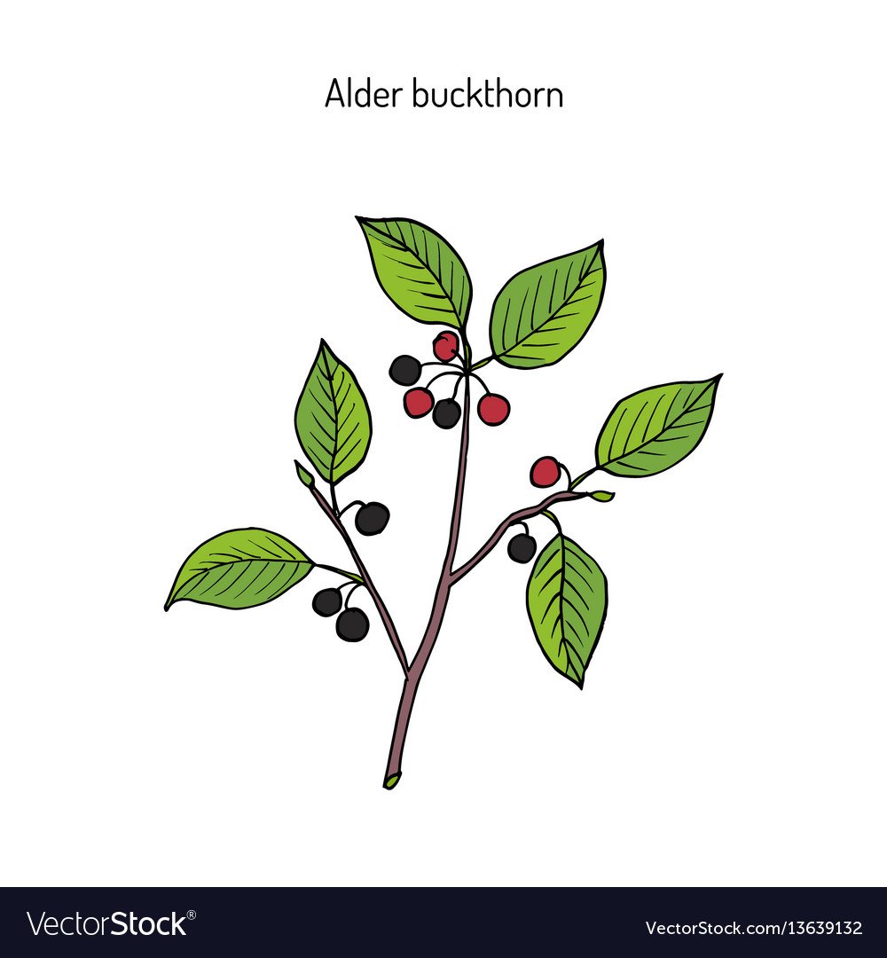 Крушина Волчьи ягоды, жостер, Проскурина