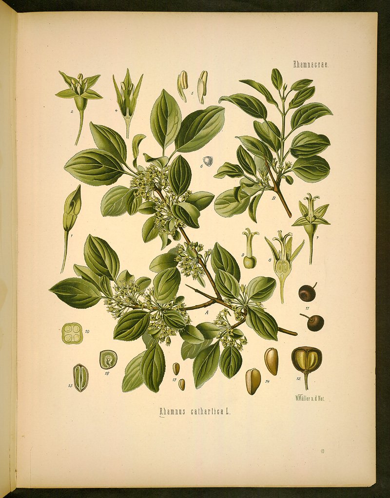 Крушина Ольховая