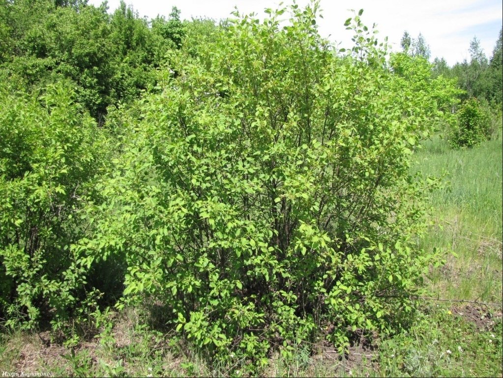 Крушина слабительная препараты