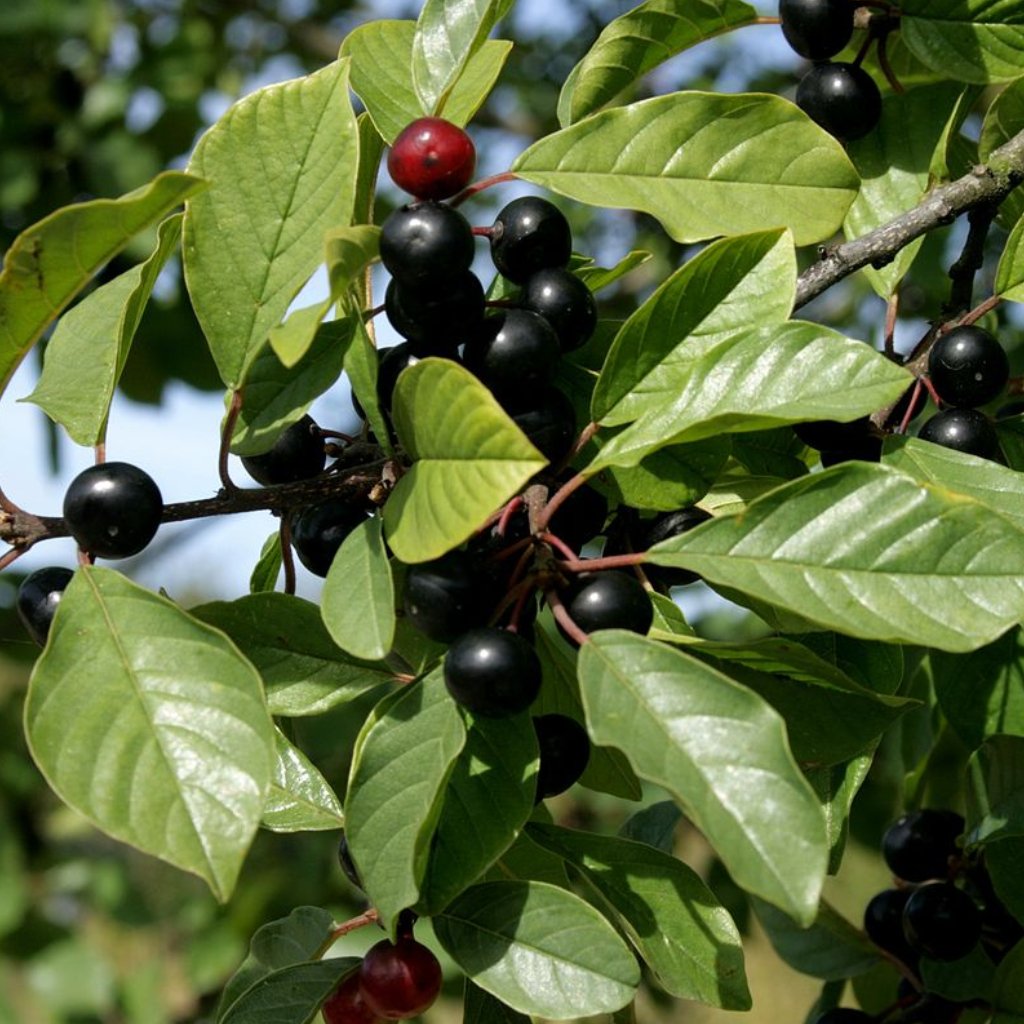 Крушина ломкая (Frangula Alnus)