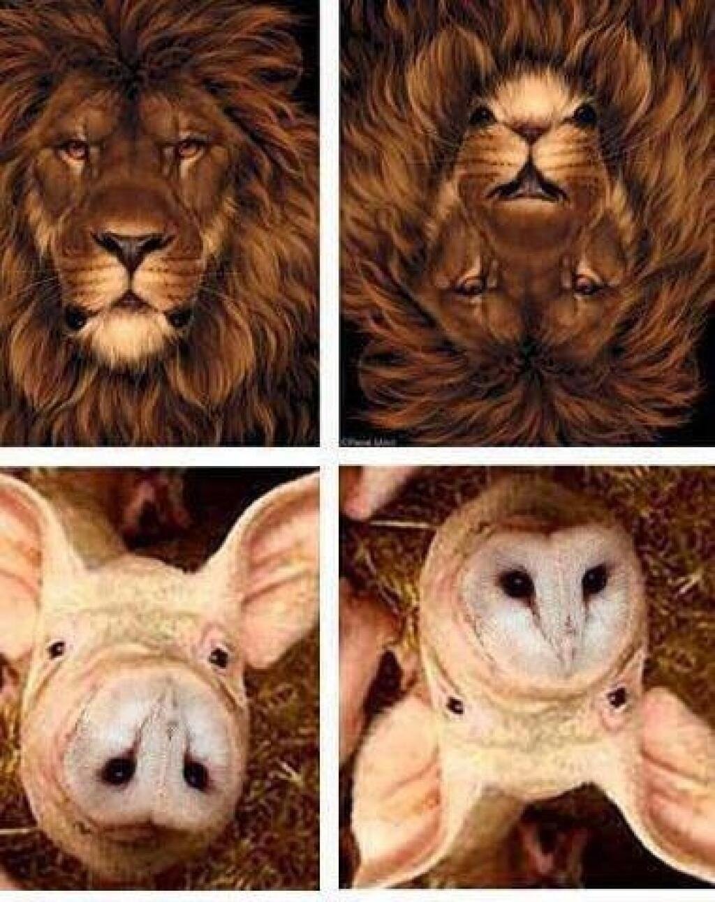 Иллюзия с лицами