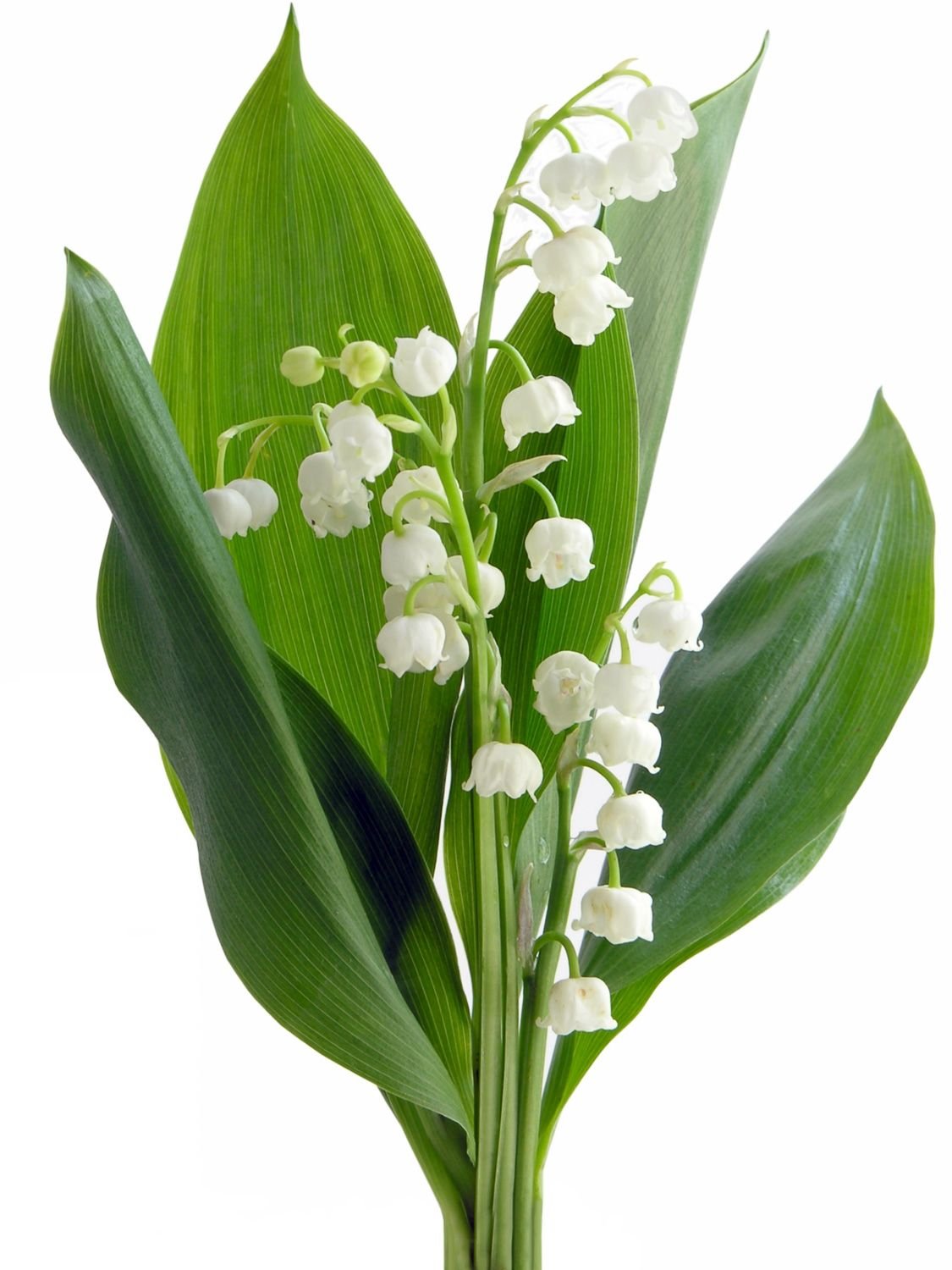 Дети с ландышами детский сад