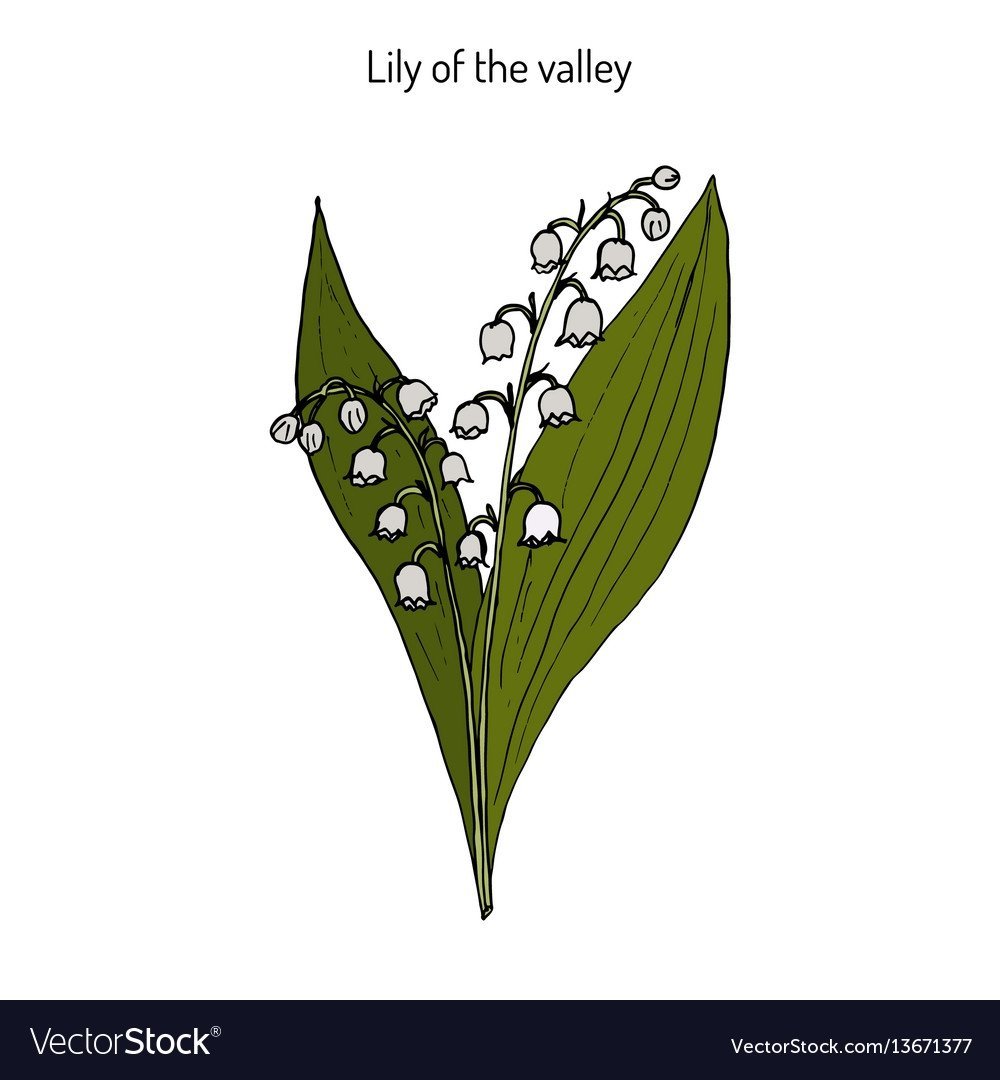 Ландыши мультяшные