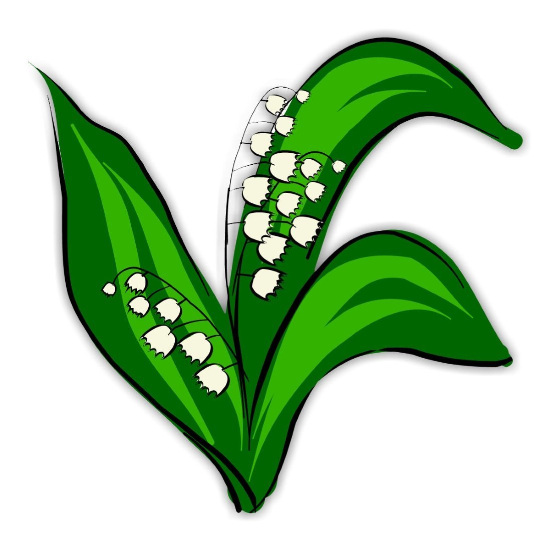 Ландыш на белом фоне