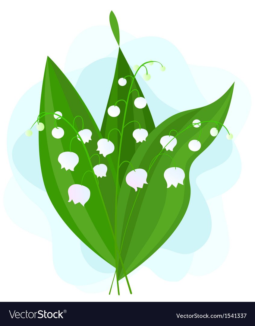 Ландыш Майский соцветие