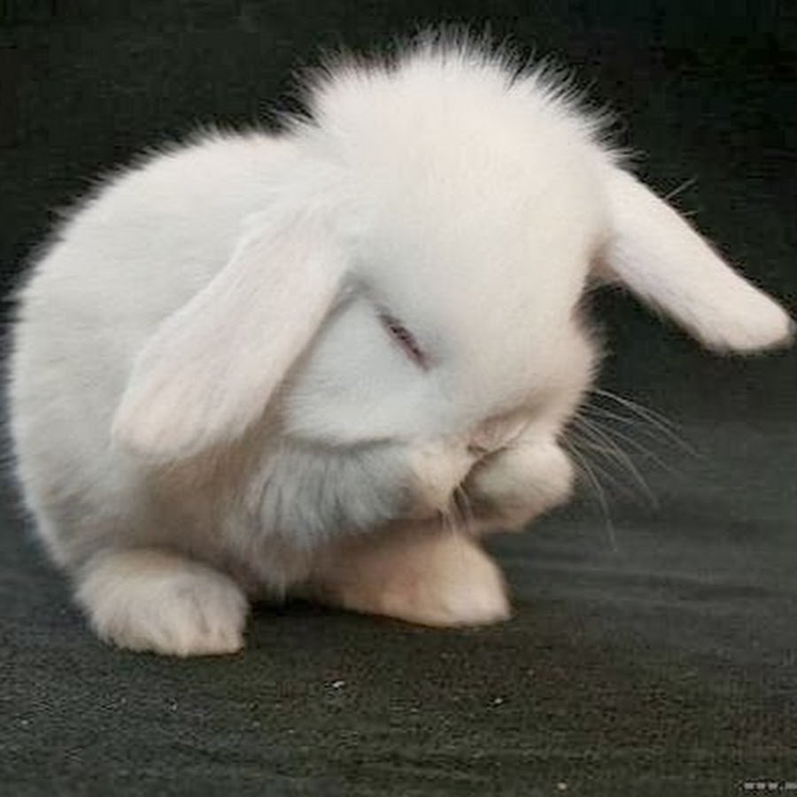 Если заю обидеть