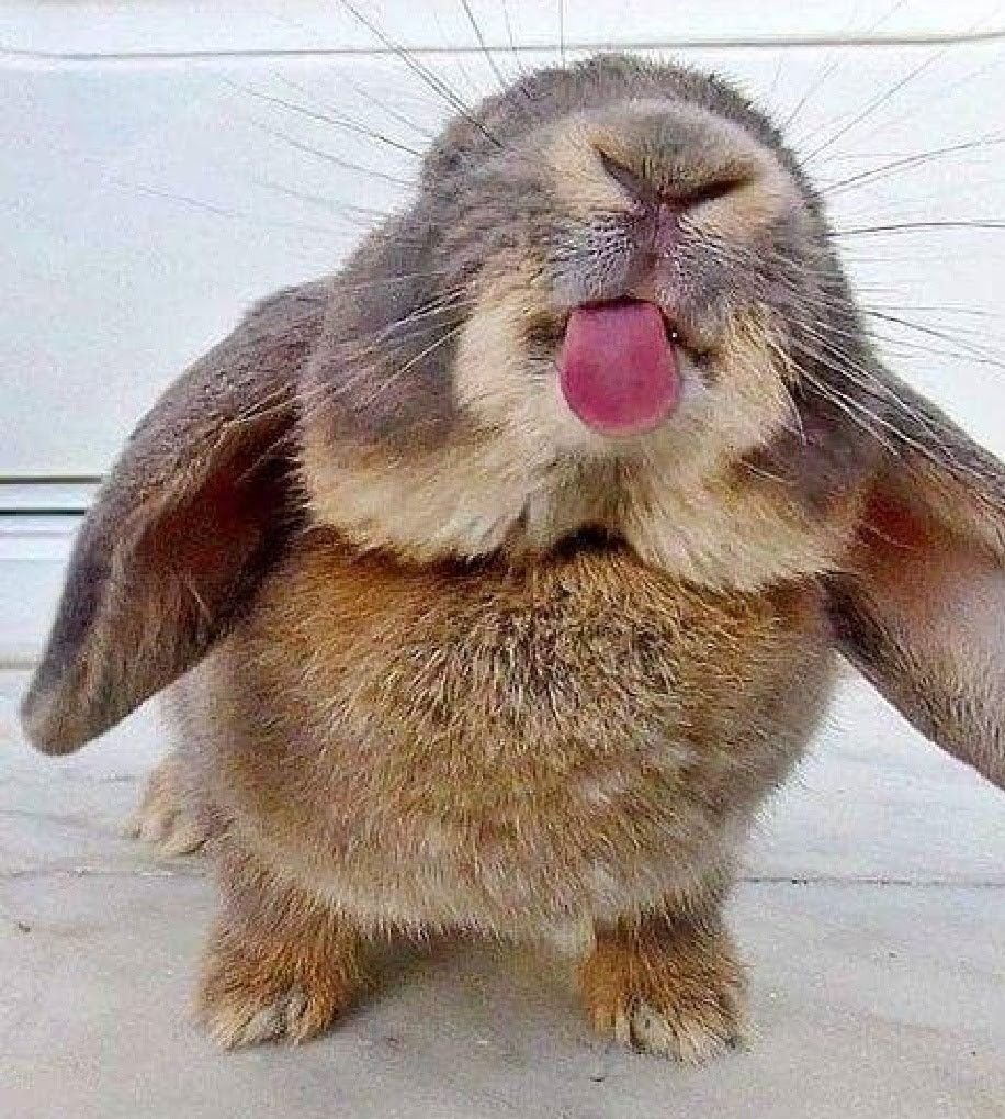 Тайная жизнь домашних животных заяц снежок