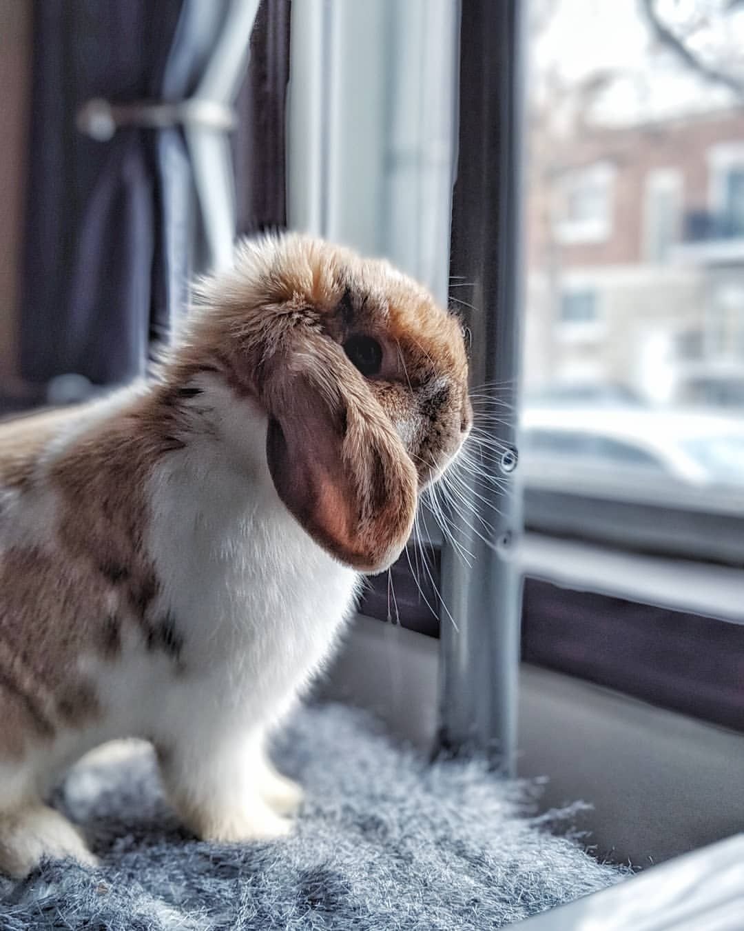 Зайчик скучает