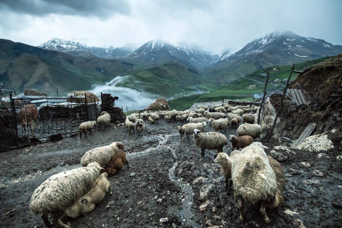 Сельскохозяйственные животные