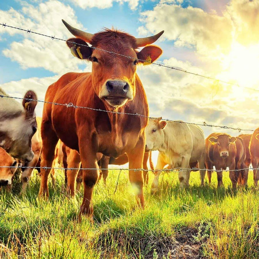 Пастух и овцы Восток