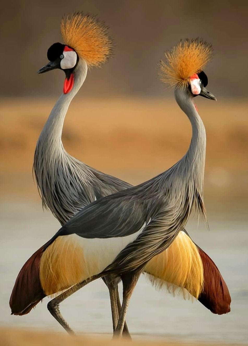 Венценосный ЖУРАВЛЬЖУРАВЛЬ