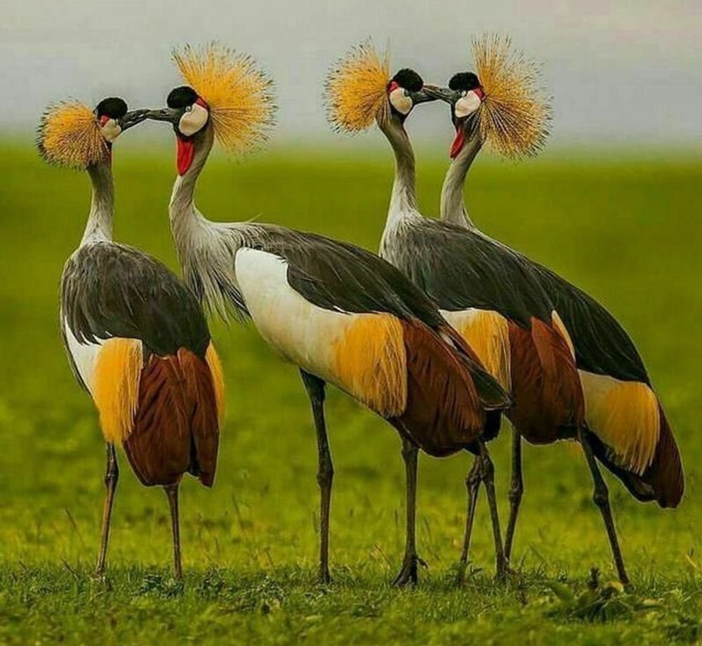 Птица Восточный венценосный журавль