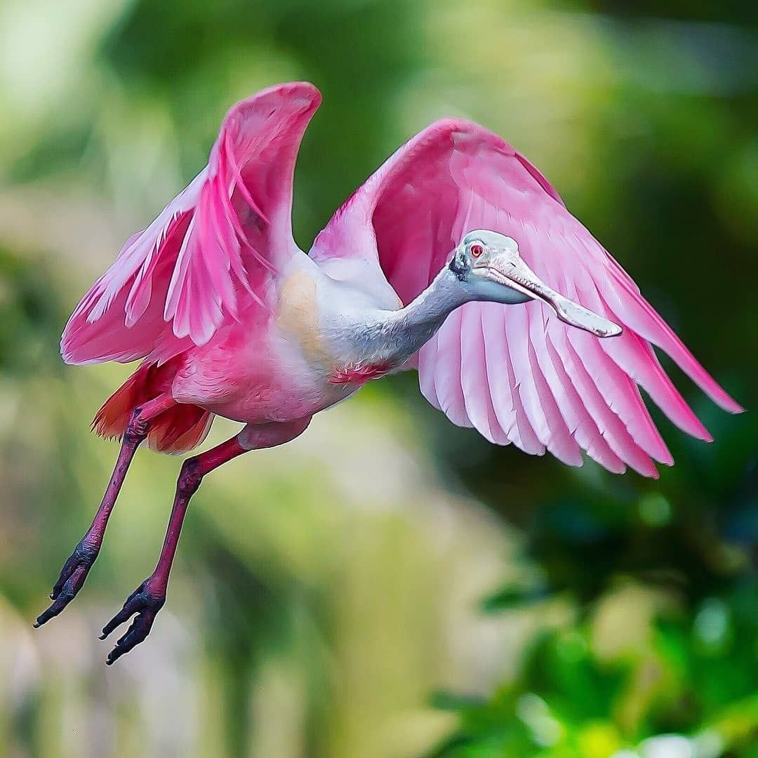 Черный Аист Волгоградской области