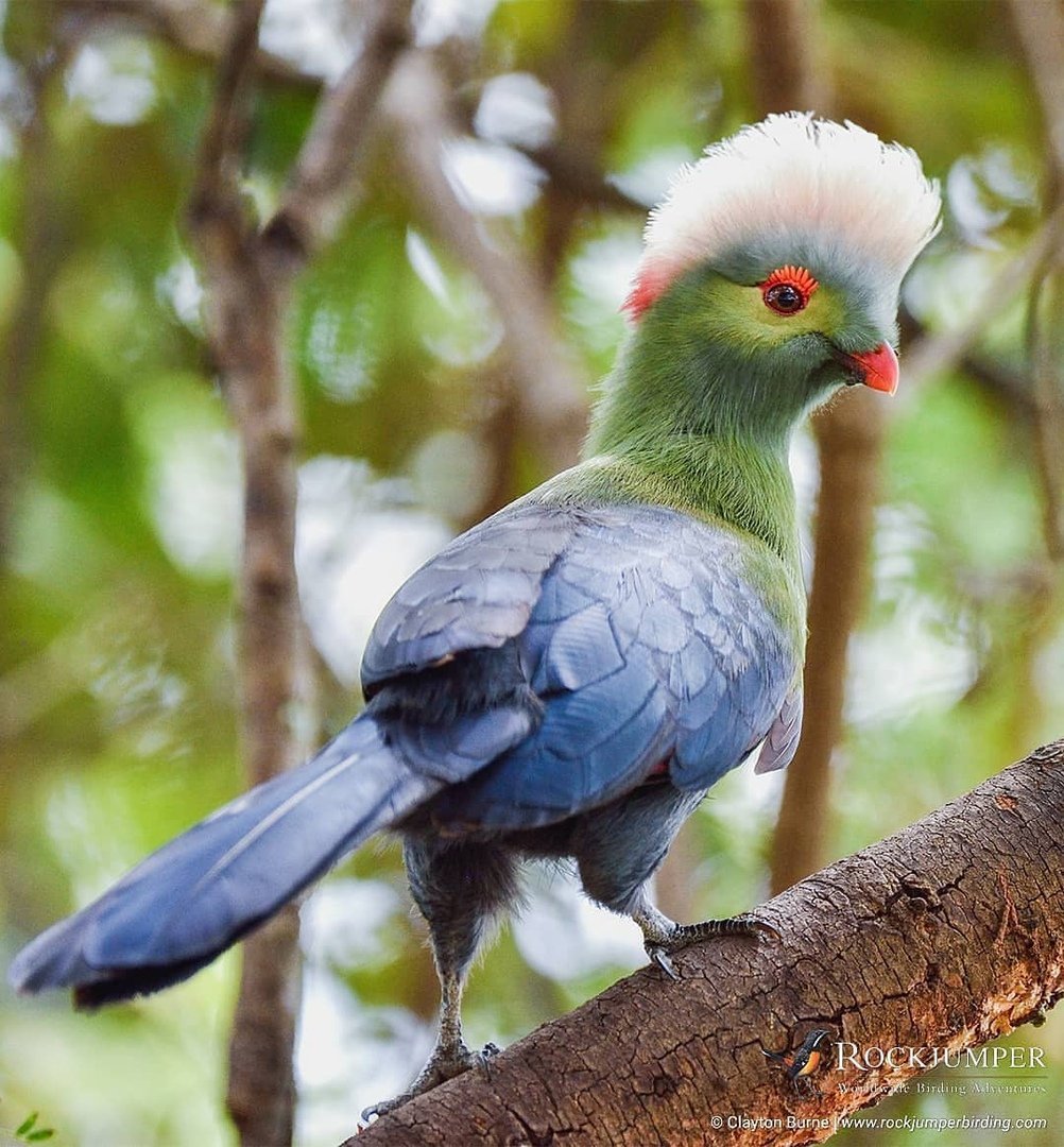 Птица турако Ливингстона