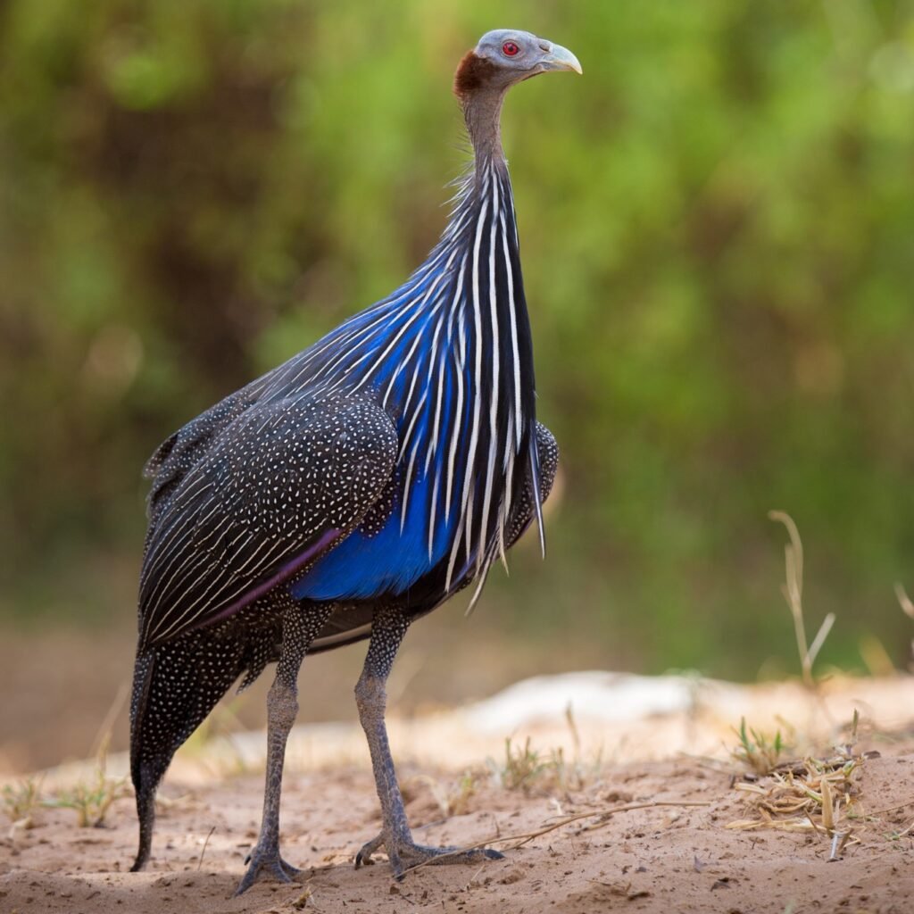 Фото на раб стол Африка птицы