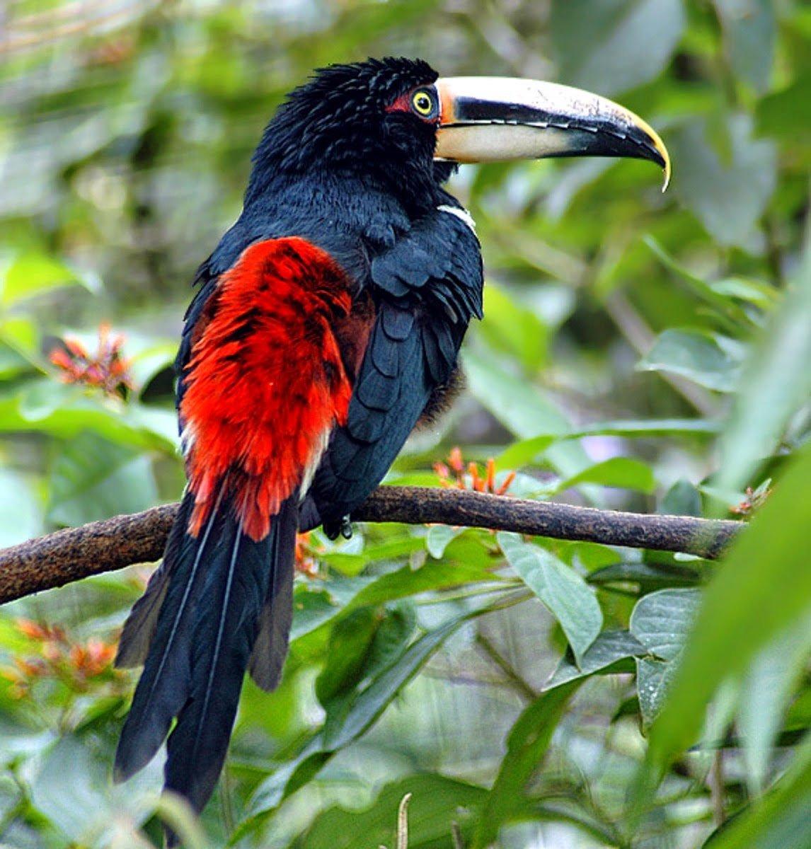 Птицы жарких стран
