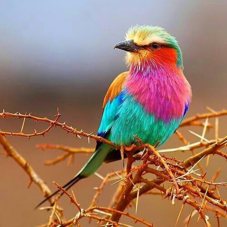 Кургальджинский заповедник в Казахстане