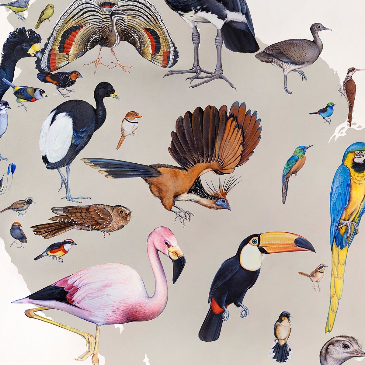 Африканский страус в Африке