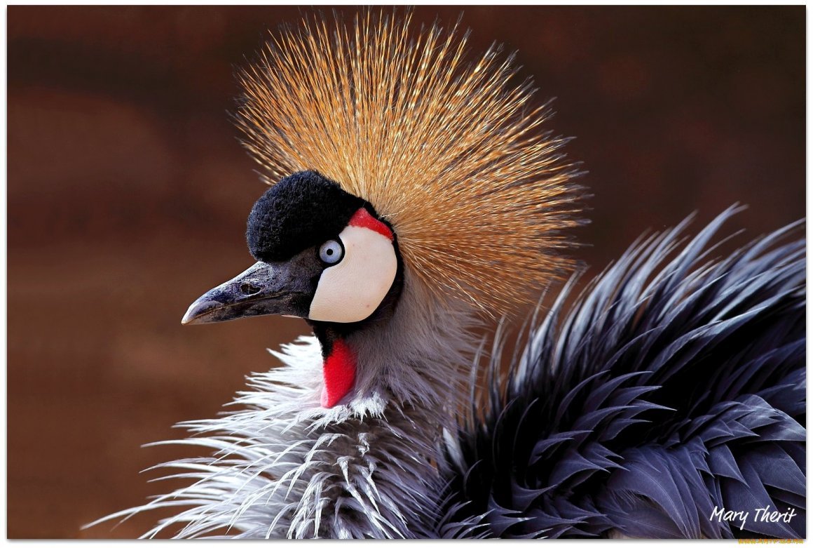 Попугай ара с расправленными крыльями вид сзади